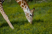 Fossil Rim-104