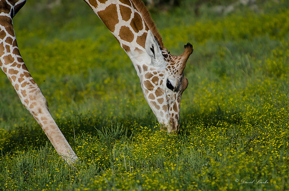Fossil Rim-104