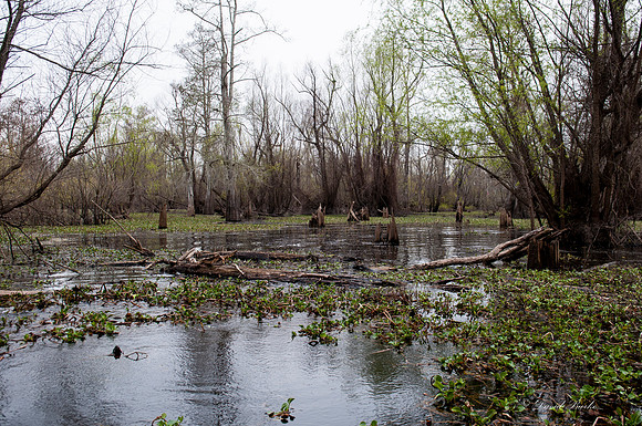 Swamp -13