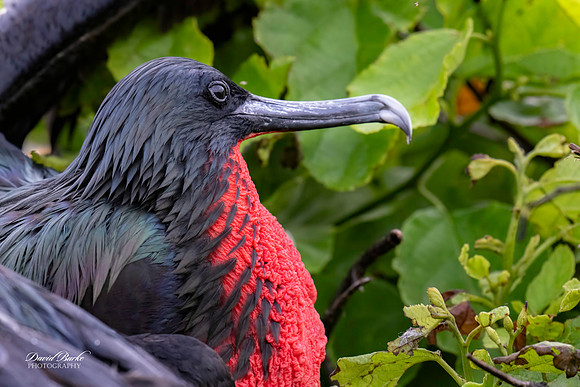 Galapagos Islands 2025-24-Edit