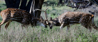 Fossil Rim-65