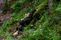 Black Forest 2021-20