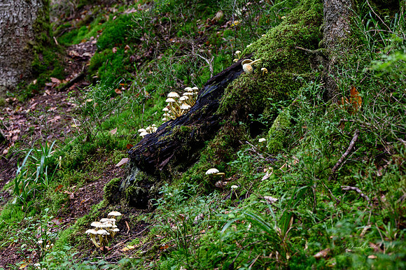 Black Forest 2021-20