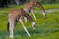 Fossil Rim-98