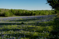 Bluebonnets - Ennis 2014-68