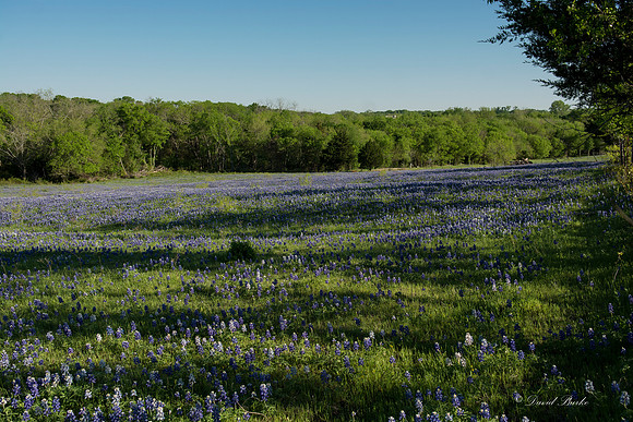Bluebonnets - Ennis 2014-68