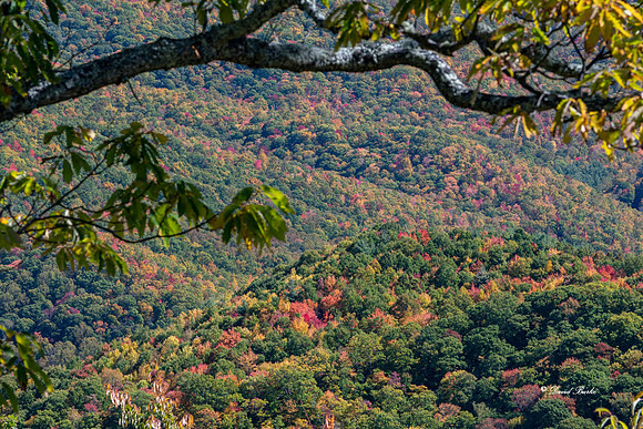 Fall Color 2019-49