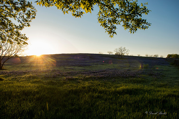 Bluebonnets - Ennis 2014-18