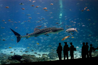 Georgia Aquarium