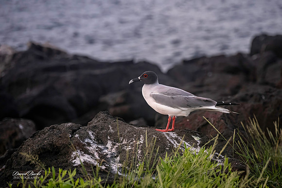 Galapagos Islands 2025-16-Edit