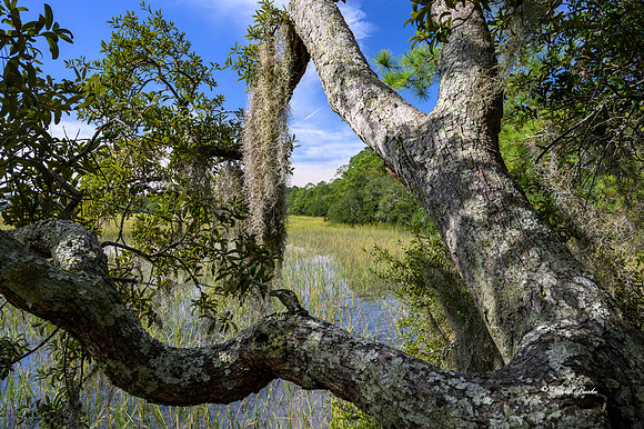 Savannah 2019-23