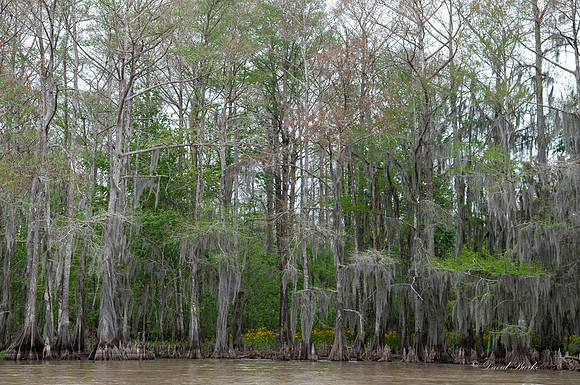 Swamp -59
