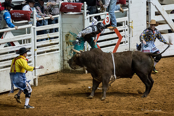 Stock Show 1-30-15-115