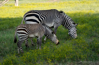 Fossil Rim-122
