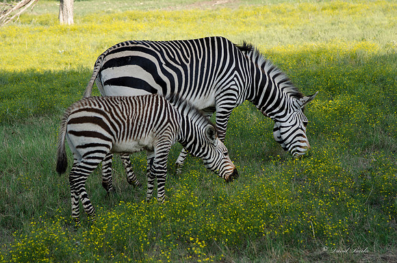 Fossil Rim-122