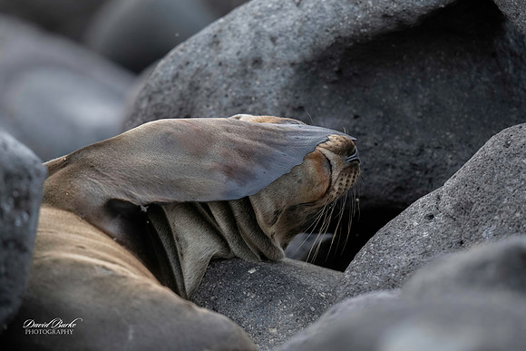 Galapagos Islands 2025-39-Edit
