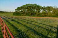 Bluebonnets - Ennis 2014-26