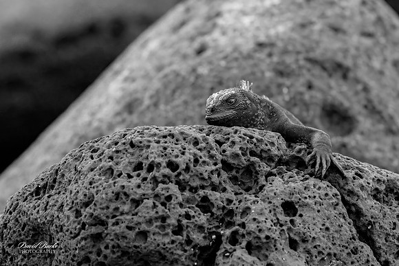 Galapagos Islands 2025-67-Edit