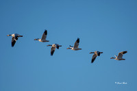 Bosque del Apache 2019-13