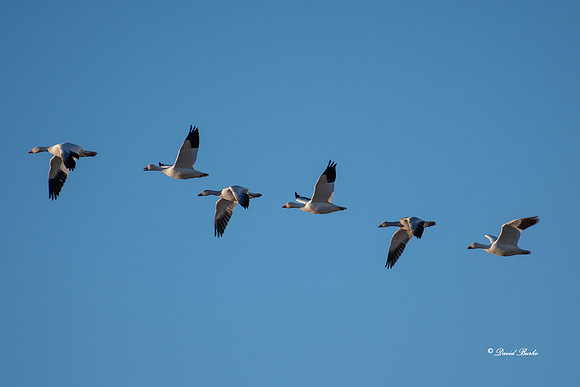 Bosque del Apache 2019-13