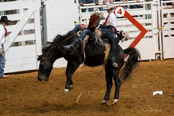 Stock Show 1-30-15-29
