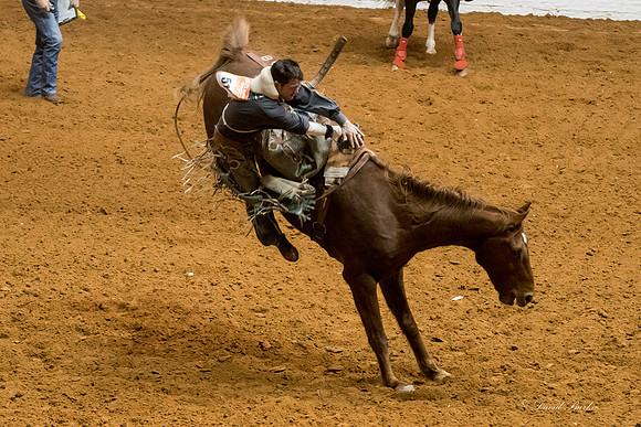 Stock Show 1-27-17-14