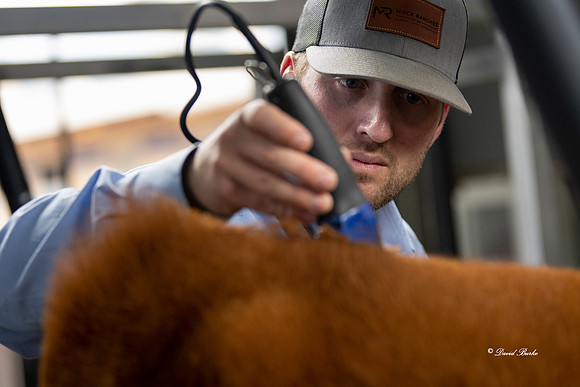 Stock Show 2019-8