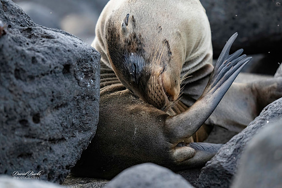 Galapagos Islands 2025-41-Edit