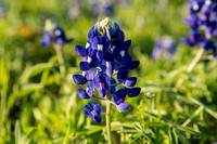 Bluebonnets - Ennis 2014-47