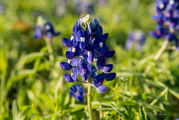 Bluebonnets - Ennis 2014-47