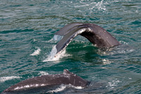 Whale Watching-1
