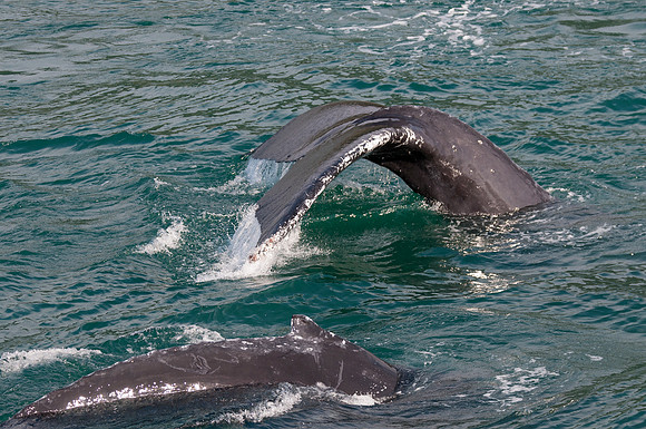 Whale Watching-1