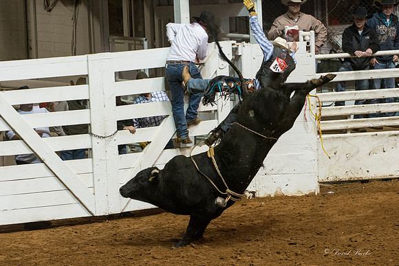 2014 Stock Show Rodeo-123