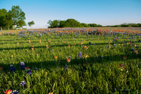 Bluebonnets - Ennis 2014-39