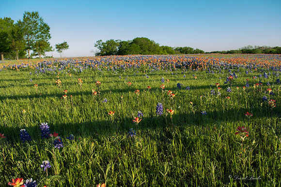 Bluebonnets - Ennis 2014-39
