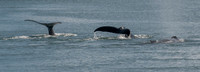 Whale Watching-67