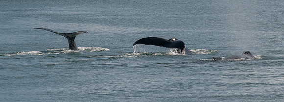 Whale Watching-67