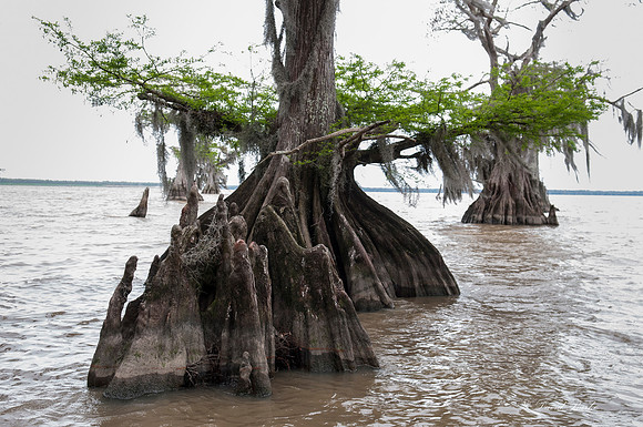Swamp -68
