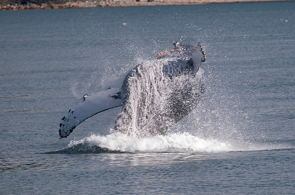 Whale Watching-24