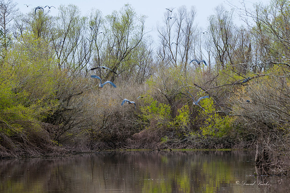 Swamp -3