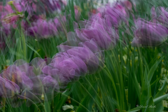 Dallas Arboretum 3-6-17-17