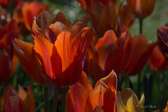 Dallas Arboretum 3-20-17-3