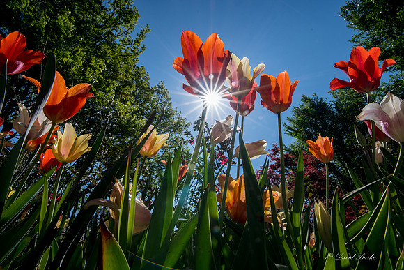 Dallas Arboretum 3-20-17-43