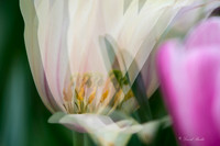 Dallas Arboretum March 2016-35