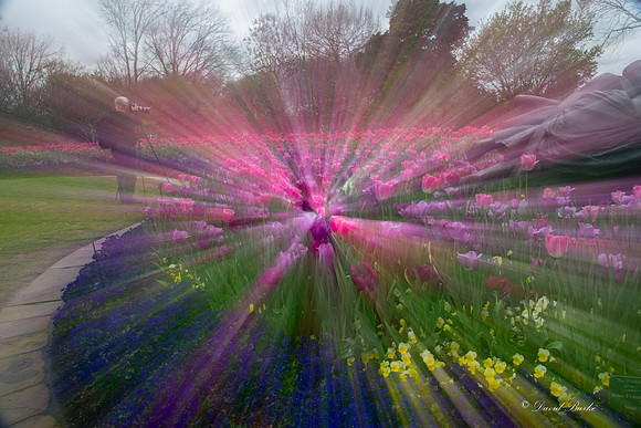 Dallas Arboretum 3-6-17-23