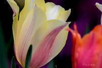 Dallas Arboretum March 2016-23