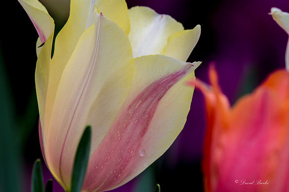 Dallas Arboretum March 2016-23
