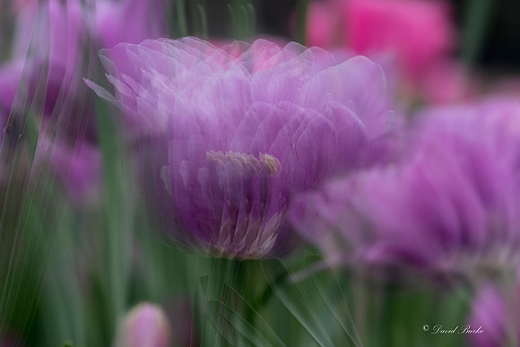 Dallas Arboretum 3-6-17-12