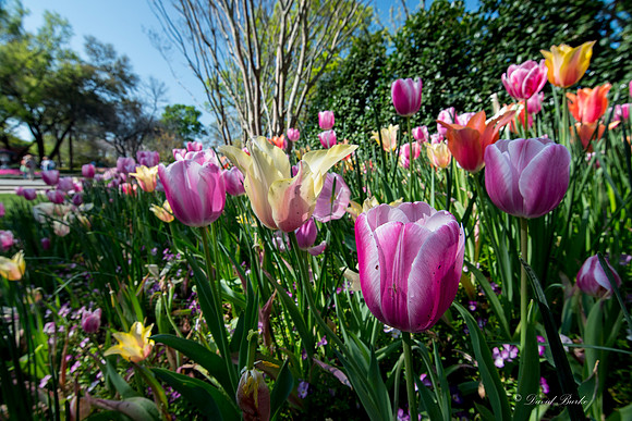 Dallas Arboretum 3-20-17-29