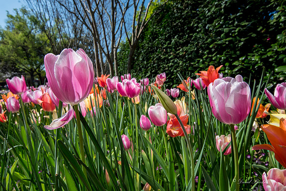 Dallas Arboretum 3-20-17-31